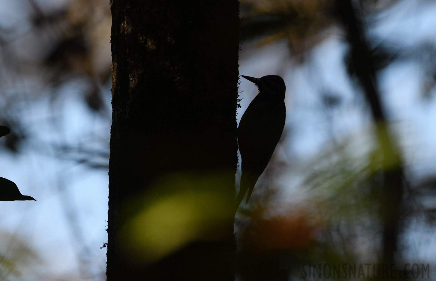 Sphyrapicus varius [400 mm, 1/2000 Sek. bei f / 7.1, ISO 1600]